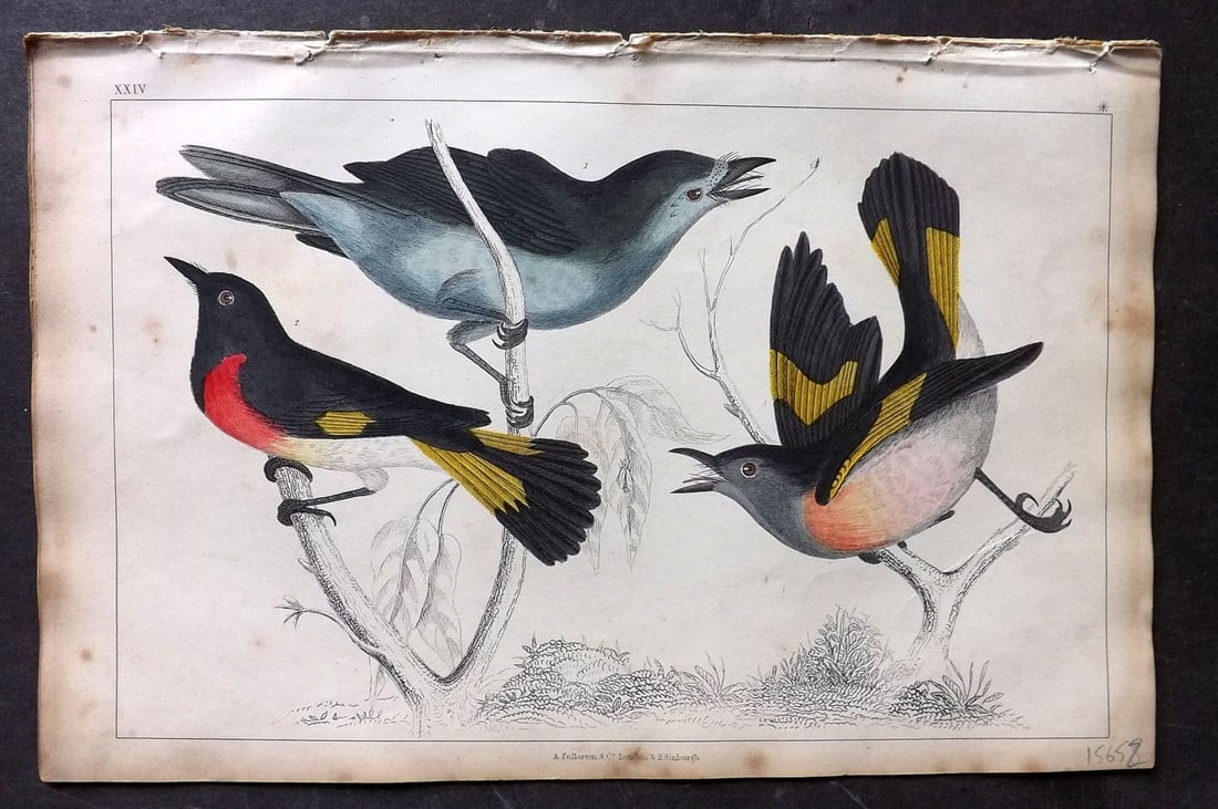 Goldsmith, Oliver 1851 Hand Col Bird Print. Gnat Catchers 24 (1 of 1)