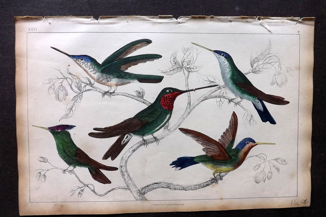 Goldsmith, Oliver 1851 Hand Col Bird Print. Hummingbirds 26: Antique Etching/Engraving Published 1851 by A. Fullarton & Co., London for "A History of the Earth and Animated Nature" by Oliver Goldsmith. Fine hand colour as issued. Paper Size: 10 x 6 inch (25 x 1