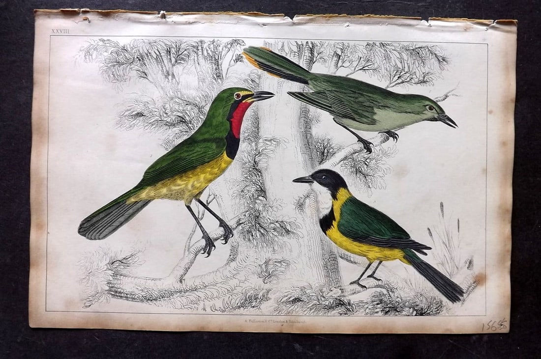 Goldsmith, Oliver 1851 Hand Col Bird Print. Thush Shrikes 28: Antique Etching/Engraving Published 1851 by A. Fullarton & Co., London for "A History of the Earth and Animated Nature" by Oliver Goldsmith. Fine hand colour as issued. Paper Size: 10 x 6 inch (25 x 1