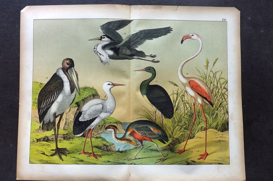 Schubert, Gotthilf C1880 Folio Bird Print. Flamingo, Black & White Stork, Heron 25 (1 of 1)