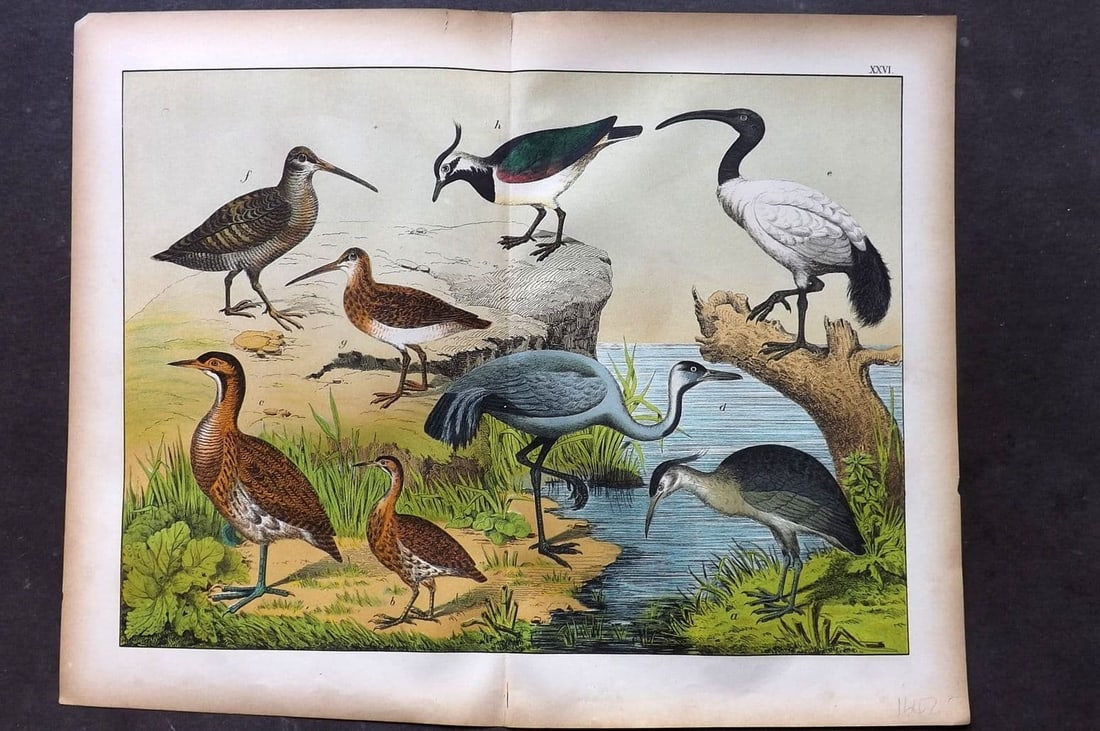 Schubert, Gotthilf C1880 Folio Bird Print. Crane, Ibis, Woodpeck, Northern Lapwing 26 (1 of 1)