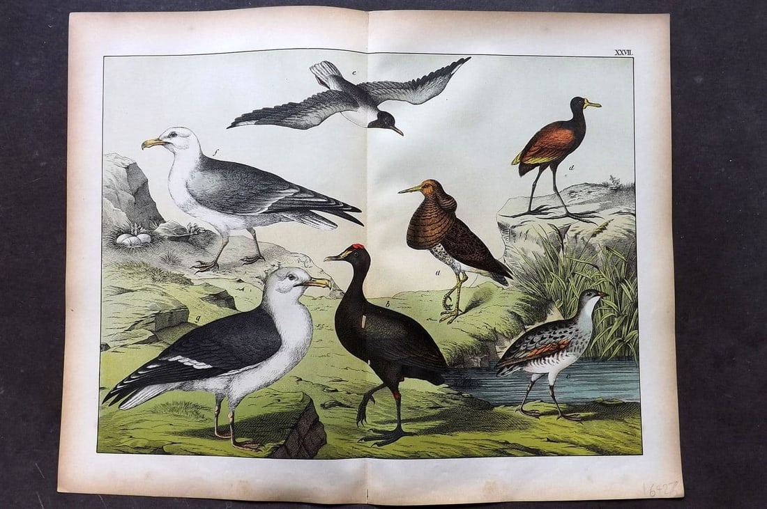 Schubert, Gotthilf C1880 Folio Bird Print. Ruff, Coot, Moorhen, Gull 27: Folio Lithograph Published C1880, Hecklingen & Munich for "Le Regne Animal" by Gotthilf Heinrich von Schubert. Centre fold as published. Paper Size: 16 x 12.5 ich (40 x 32cm) Good Condition