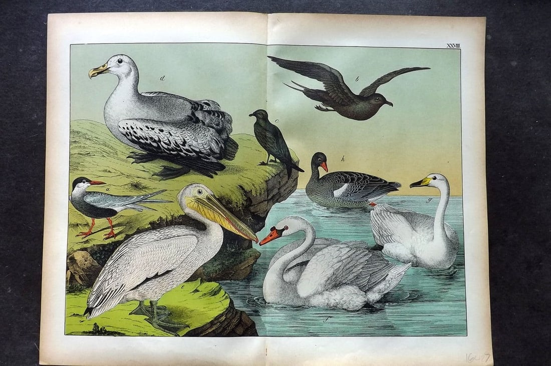 Schubert, Gotthilf C1880 Folio Bird Print. Swans, Pelican, Tern, Petrel, Albatross 28 (1 of 1)