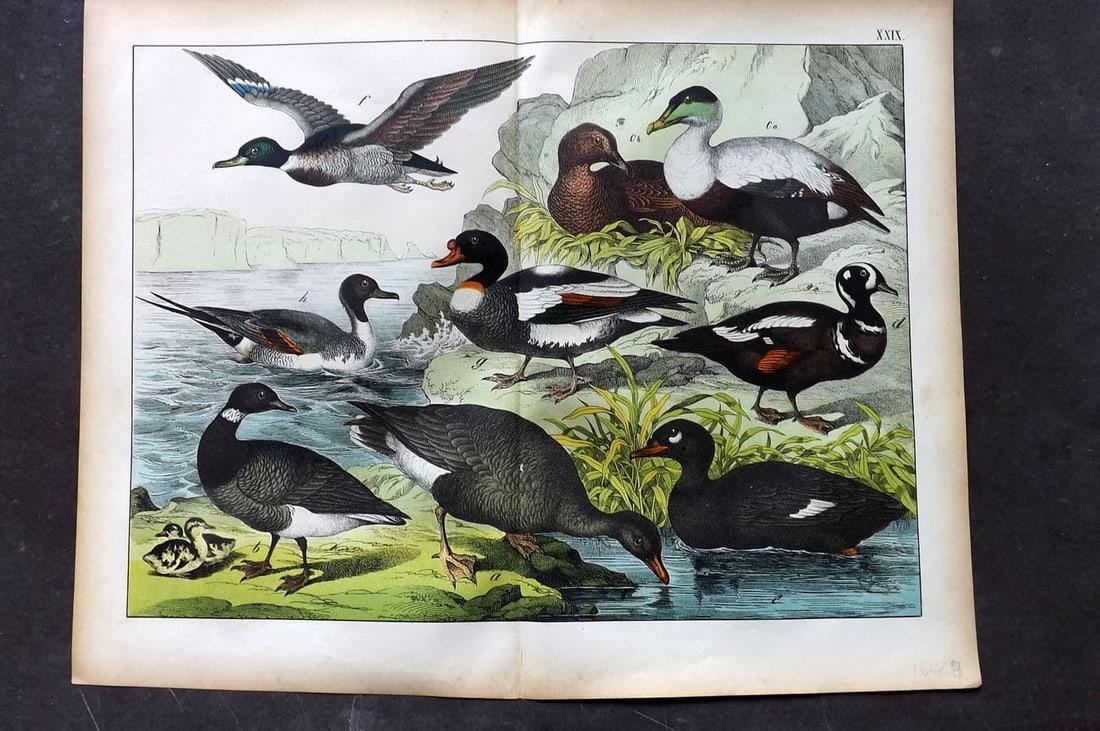 Schubert, Gotthilf C1880 Folio Bird Print. Brent Goose, Eider, Ducks 29: Folio Lithograph Published C1880, Hecklingen & Munich for "Le Regne Animal" by Gotthilf Heinrich von Schubert. Centre fold as published. Paper Size: 16 x 12.5 ich (40 x 32cm) Good Condition