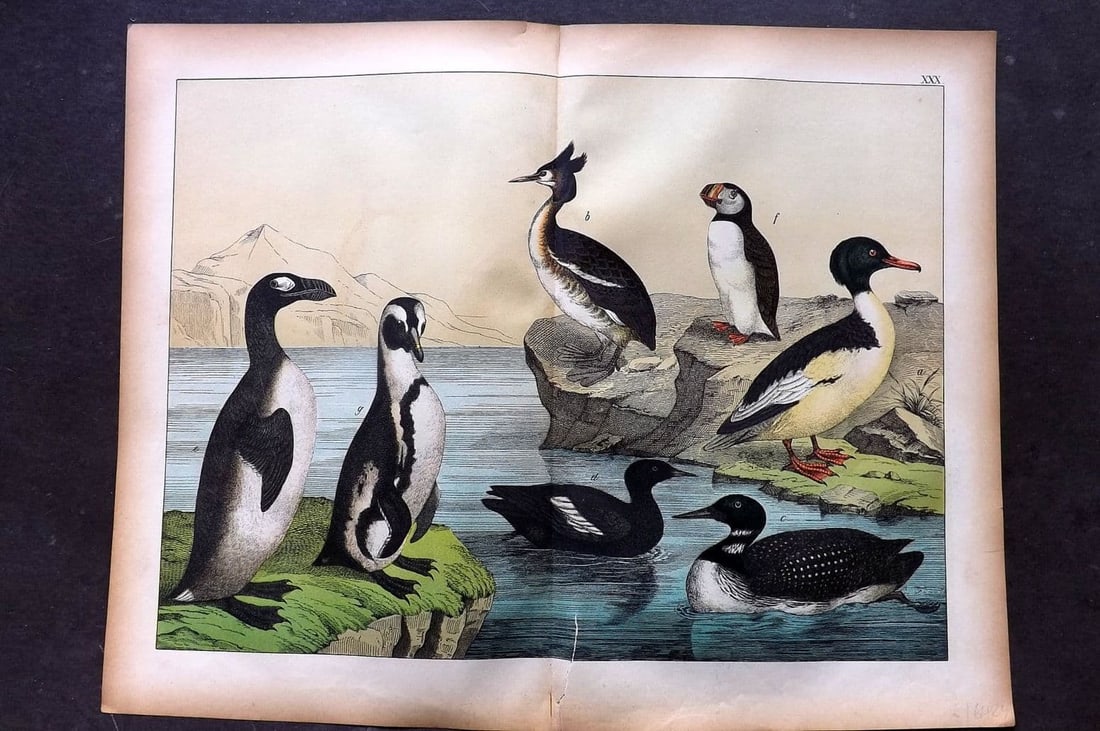 Schubert, Gotthilf C1880 Bird Print. Extinct Great Auk, Puffin, Merganser, Guillemot 30: Folio Lithograph Published C1880, Hecklingen & Munich for "Le Regne Animal" by Gotthilf Heinrich von Schubert. Centre fold as published. Paper Size: 16 x 12.5 ich (40 x 32cm) Bottom margin tear extend