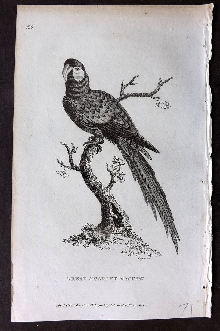 Shaw, George 1809 Bird Print. Great Scarlet Macaw: Copper Plate Published 1809 by G.Kearsley, London for "Zoological Lectures..." by George Shaw. Paper Size: 8 x 5 inch (21 x 13cm) Very minor margin toning. Good Condition