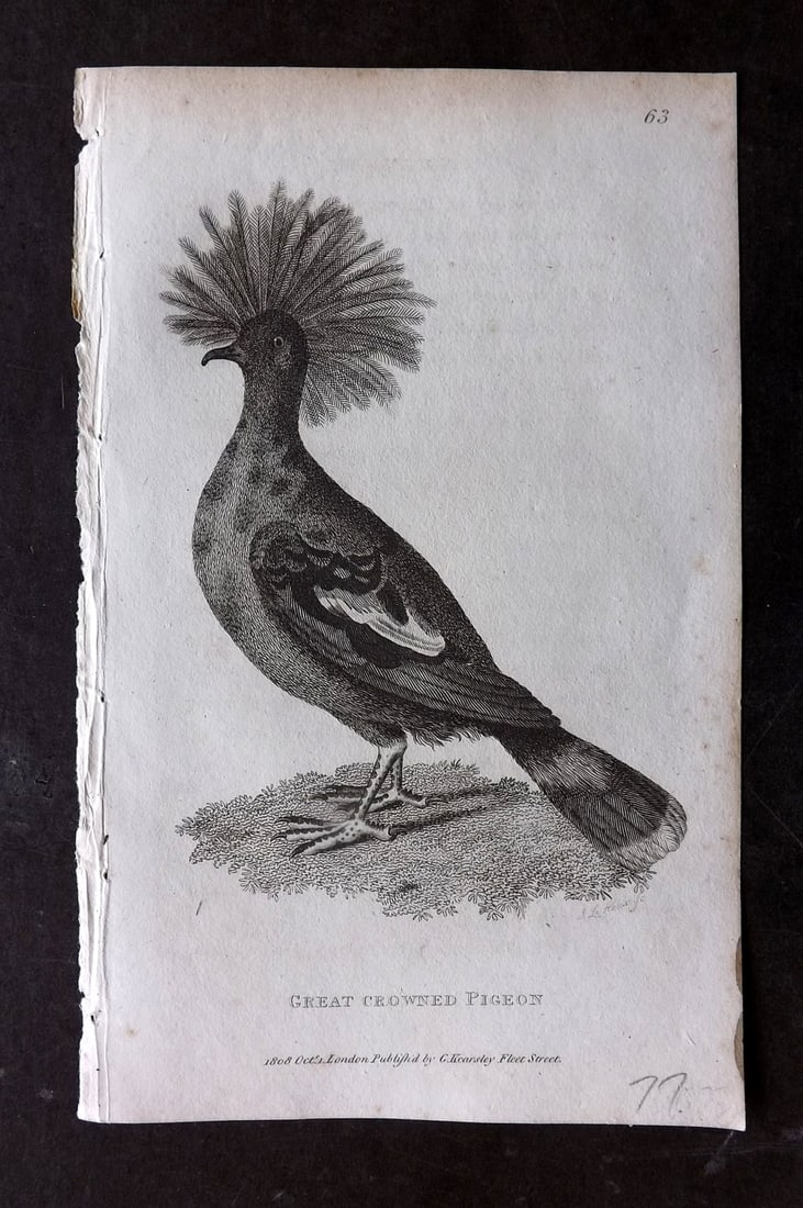 Shaw, George 1809 Bird Print. Great Crowned Pigeon: Copper Plate Published 1809 by G.Kearsley, London for "Zoological Lectures..." by George Shaw. Paper Size: 8 x 5 inch (21 x 13cm) Very minor margin toning. Good Condition