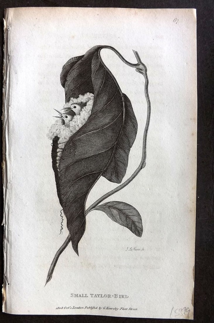 Shaw, George 1809 Antique Bird Print. Small Taylor Bird 67: Copper Plate Published 1809 by G.Kearsley, London for "Zoological Lectures..." by George Shaw. Paper Size: 8.5 x 5 inch (22 x 13cm) Very minor background text offsetting. Good Condition