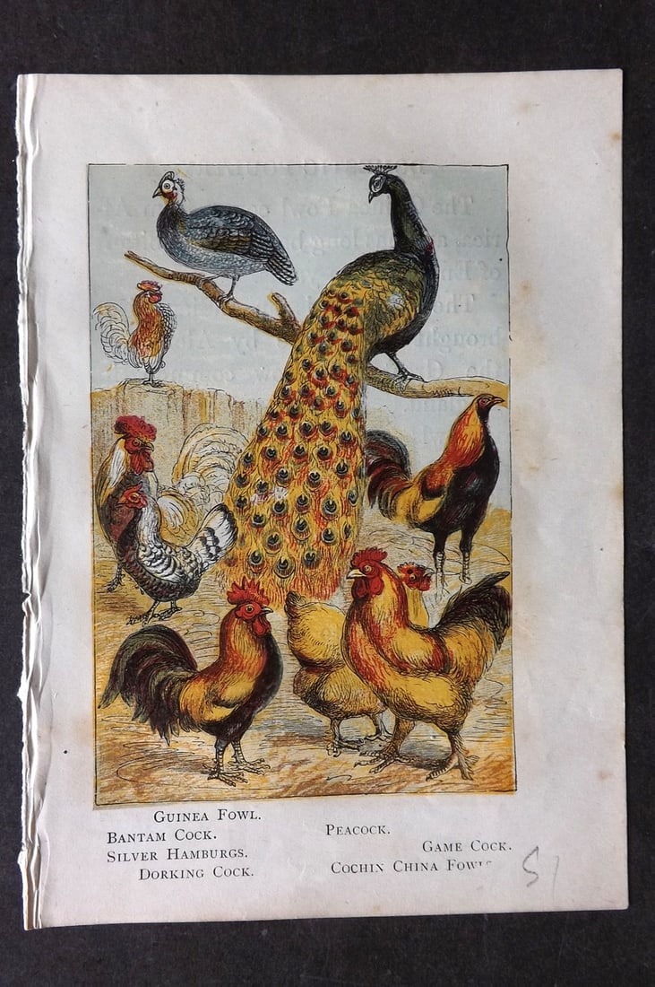 Warne, Frederick (Pub) C1880 Bird Print. Peacock & Poultry: Color Printed Woodblock Published C1880 by Frederick Warne, London for "Warne's Picture Natural History" Descriptive text to the reverse side. Paper Size: 6 x 4.25 inch (15 x 11cm) Good Condition