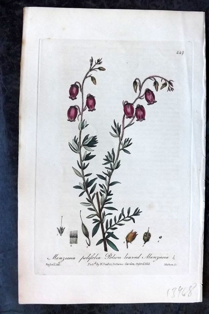 Baxter, George C1840 Hand Col Botanical Print. Polion Leaved Menziesia 449: Hand Colored Etching Published 1834-43, Oxford for "British Phaenogamous Botany; or, Figures and Descriptions of British Flowering Plants" by William Baxter. Paper Size: 8.5 x 5.5 inch (22 x 14cm) Ver