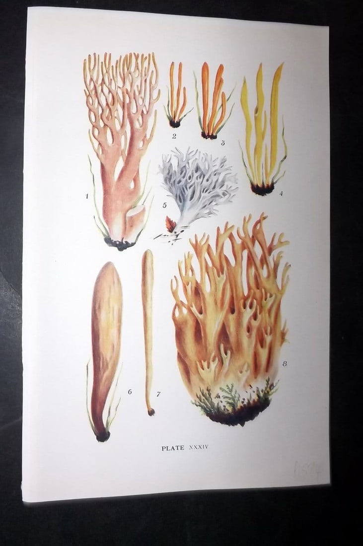 Massee, George 1911 Mushroom Print. Clavaria 34: Antique offset Lithograph Published 1911, London for "British Fungi With a Chapter on Lichens" by George Massee. Paper Size: 8 x 5.5 inch (20 x 14cm) Good Condition