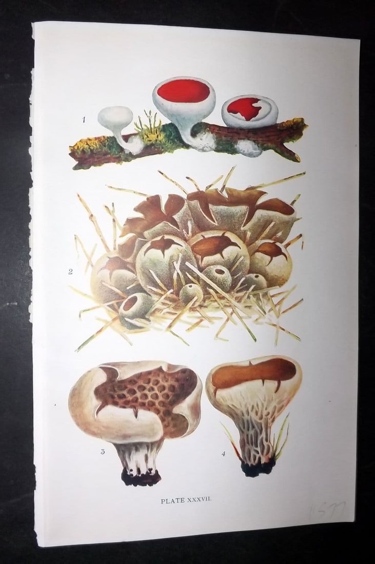 Massee, George 1911 Mushroom Print. Geopyxis, Peziza, Acetabula 37 (1 of 1)