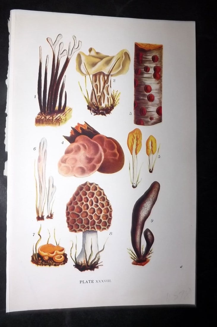 Massee, George 1911 Mushroom. Xlaria, Helvella, Hypoxylon, Hirneola, Clavaria 38: Antique offset Lithograph Published 1911, London for "British Fungi With a Chapter on Lichens" by George Massee. Paper Size: 8 x 5.5 inch (20 x 14cm) Good Condition