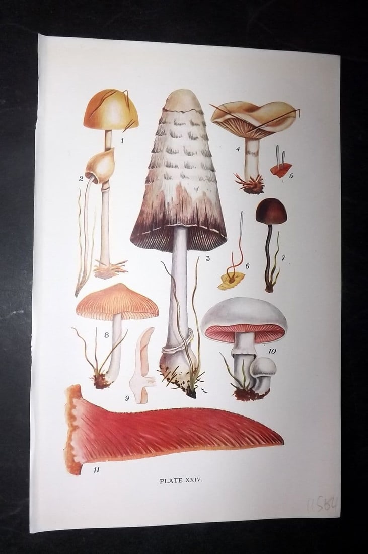 Massee, George 1911 Mushroom Print. Stropharia, Psilocybe, Coprinus, Hebeloma 24: Antique offset Lithograph Published 1911, London for "British Fungi With a Chapter on Lichens" by George Massee. Paper Size: 8 x 5.5 inch (20 x 14cm) Good Condition