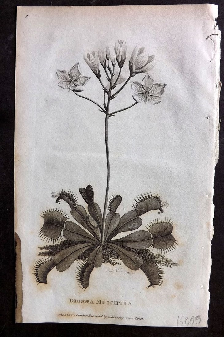 Shaw, George 1809 Botanical Print. Venus Flytrap. Dionaea Muscipula 02: Copper Plate Published 1809 by G.Kearsley, London for "Zoological Lectures..." by George Shaw. Paper Size: 8.5 x 5 inch (22 x 13cm) Minor background toning. Ink stain at edge of left margin.