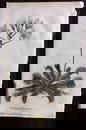 Shaw, George 1809 Botanical Print. Venus Flytrap. Dionaea Muscipula 02