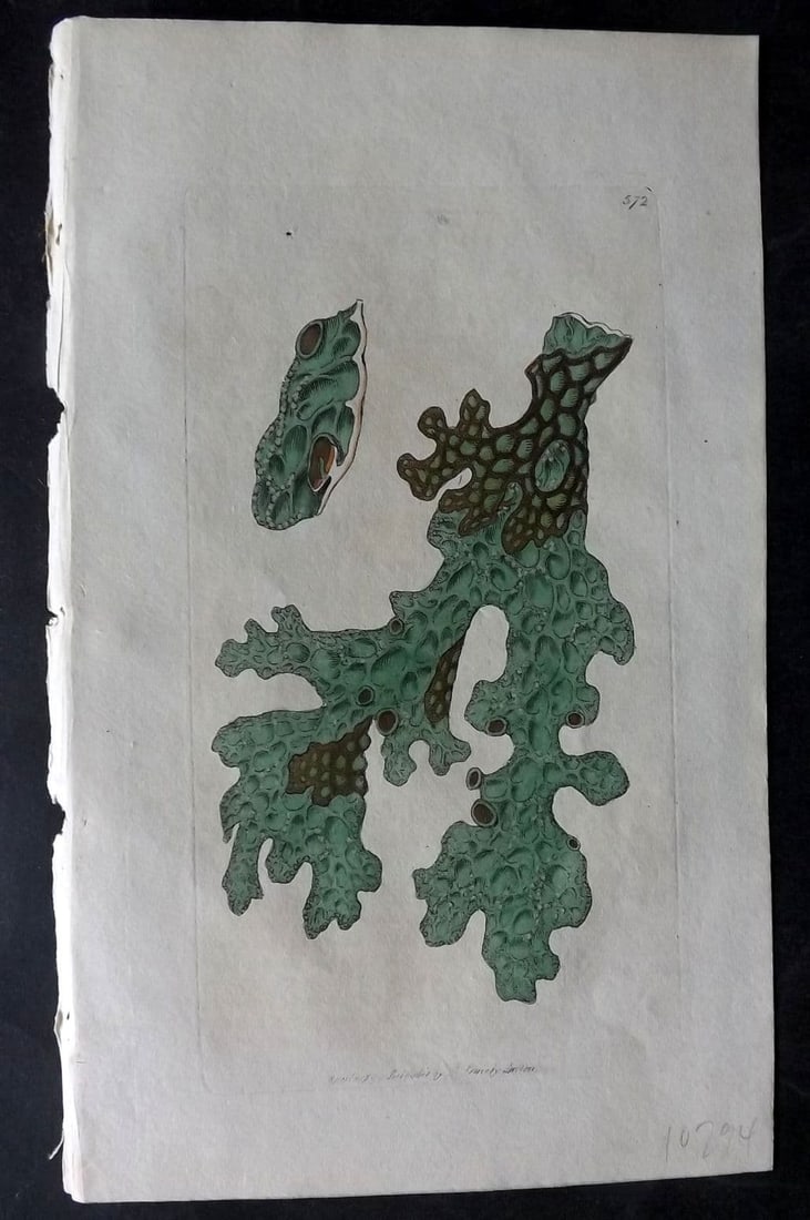 Sowerby, James 1798 Hand Col Botanical Print. Lungwort Lichen 572: Antique Copper Plate Published London, 1790-1814 for "English Botany; or, Coloured Figures of British Plants..." First Edition by James Sowerby. Fine hand colour as issued. With accompanying descripti