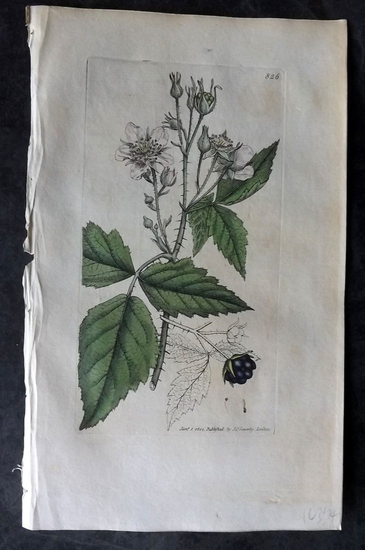 Sowerby, James 1801 Hand Col Botanical Print. Dewberry 826: Antique Copper Plate Published London, 1790-1814 for "English Botany; or, Coloured Figures of British Plants..." First Edition by James Sowerby. Fine hand colour as issued. With accompanying descripti