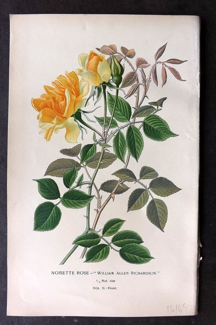 Step, Edward 1897 Antique Botanical Print. Noisette Rose - Vol 2 Frontis: Antique Chromolithograph Published 1896-97 by Frederick Warne & Co., London for "Favourite Flowers of Garden and Greenhouse" by Edward Step and William Watson. Paper Size: 9 x 6 inch (23 x 15cm) Good 