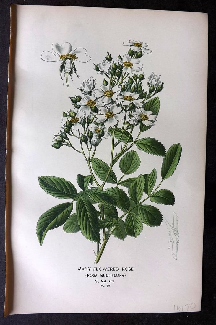 Step, Edward 1897 Antique Botanical Print. Many Flowered Rose 79 (1 of 1)