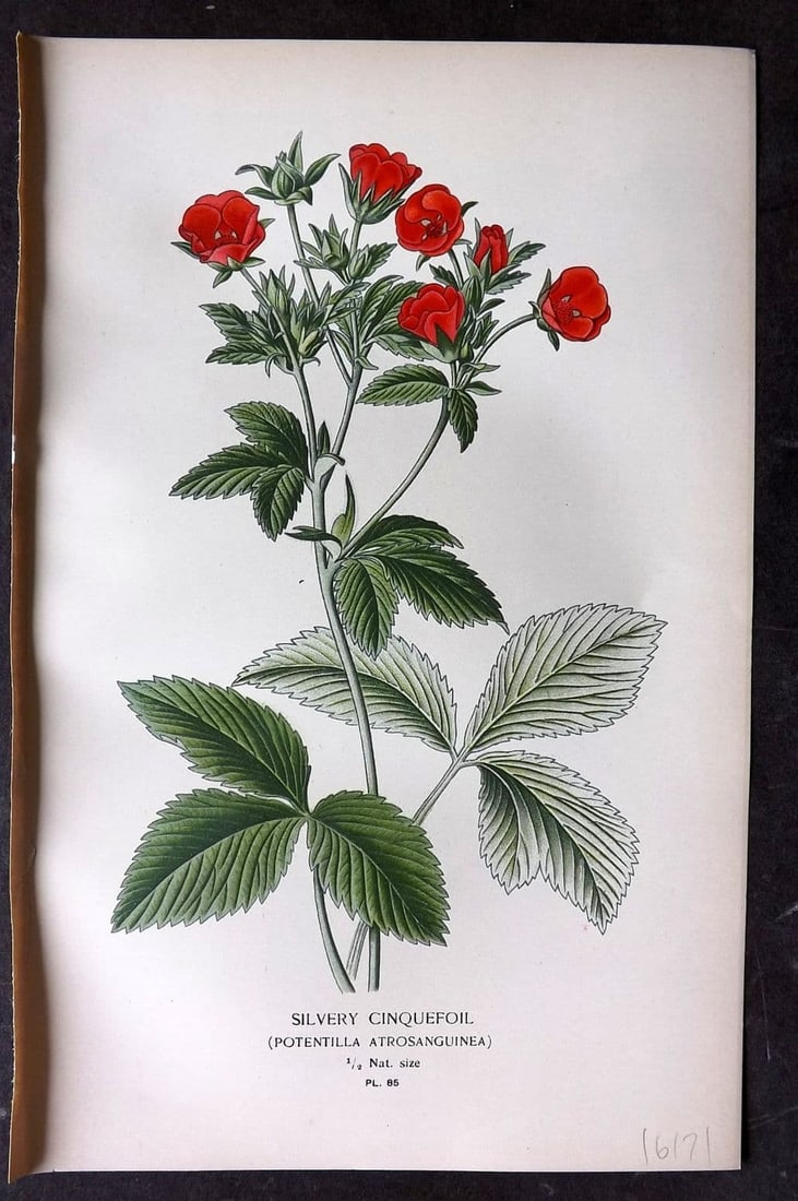 Step, Edward 1897 Antique Botanical Print. Silvery Cinquefoil 85: Antique Chromolithograph Published 1896-97 by Frederick Warne & Co., London for "Favourite Flowers of Garden and Greenhouse" by Edward Step and William Watson. Paper Size: 9 x 6 inch (23 x 15cm) Good 