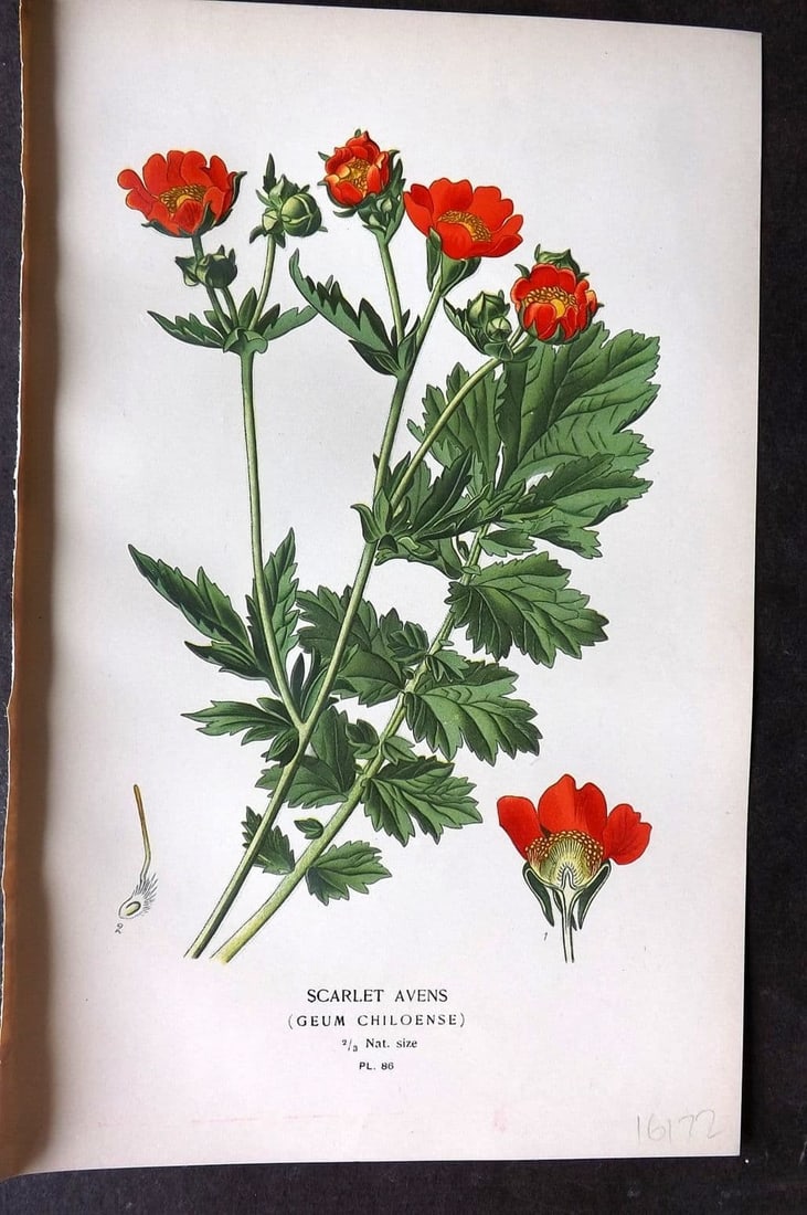Step, Edward 1897 Antique Botanical Print. Scarlet Avens 86: Antique Chromolithograph Published 1896-97 by Frederick Warne & Co., London for "Favourite Flowers of Garden and Greenhouse" by Edward Step and William Watson. Paper Size: 9 x 6 inch (23 x 15cm) Good 