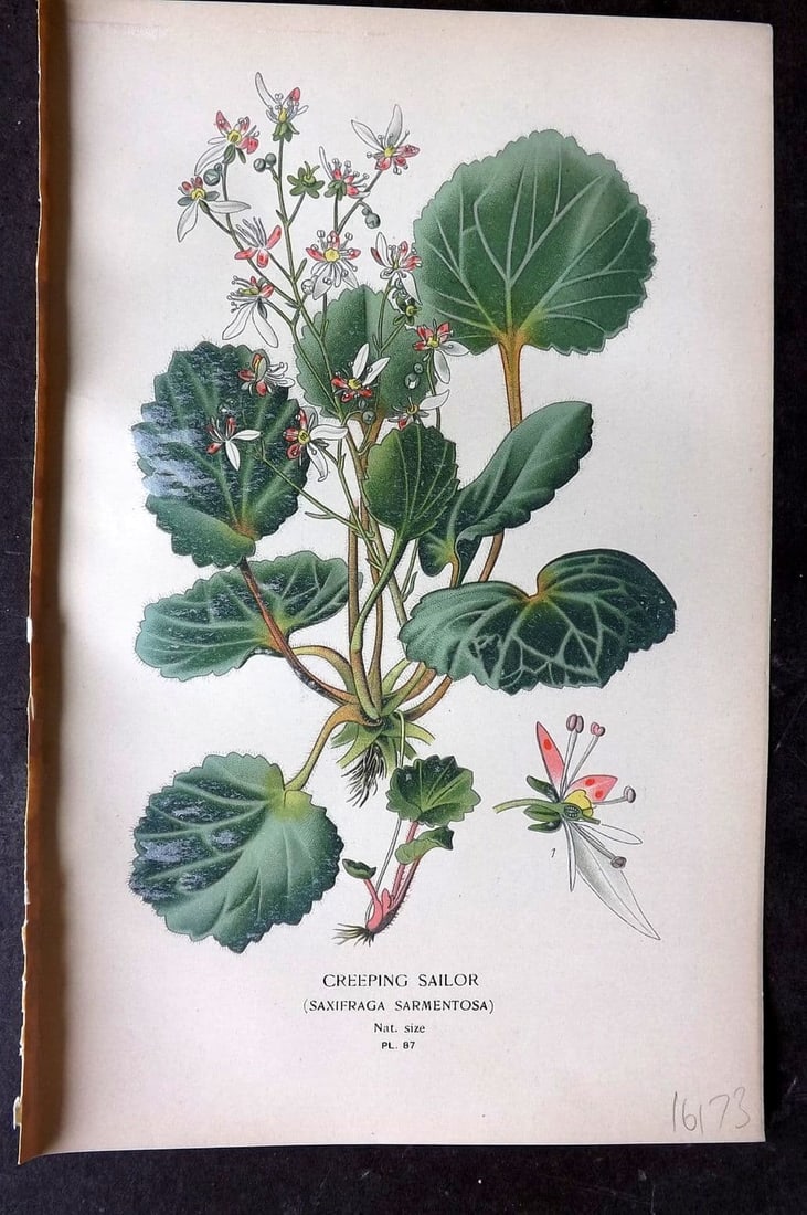 Step, Edward 1897 Antique Botanical Print. Creeping Sailor 87: Antique Chromolithograph Published 1896-97 by Frederick Warne & Co., London for "Favourite Flowers of Garden and Greenhouse" by Edward Step and William Watson. Paper Size: 9 x 6 inch (23 x 15cm) Good 