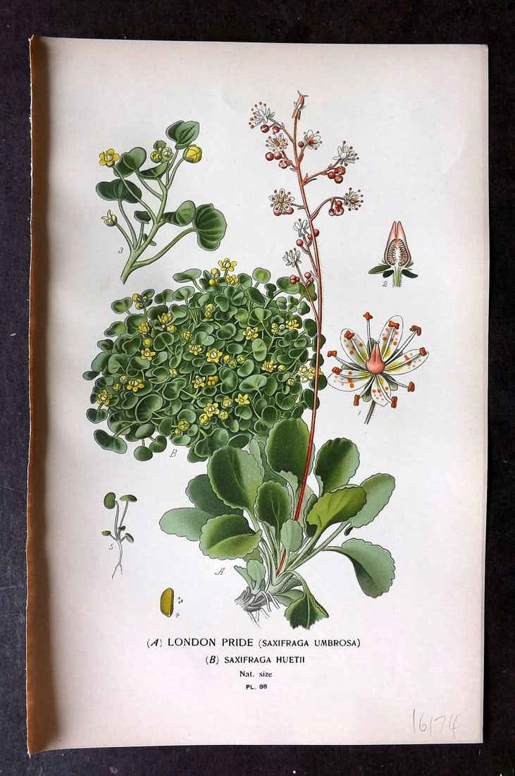 Step, Edward 1897 Antique Botanical Print. London Pride 88 (1 of 1)