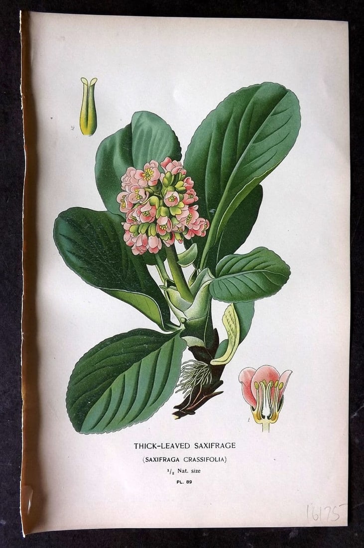 Step, Edward 1897 Antique Botanical Print. Thick Leaved Saxifrage 89: Antique Chromolithograph Published 1896-97 by Frederick Warne & Co., London for "Favourite Flowers of Garden and Greenhouse" by Edward Step and William Watson. Paper Size: 9 x 6 inch (23 x 15cm) Good 