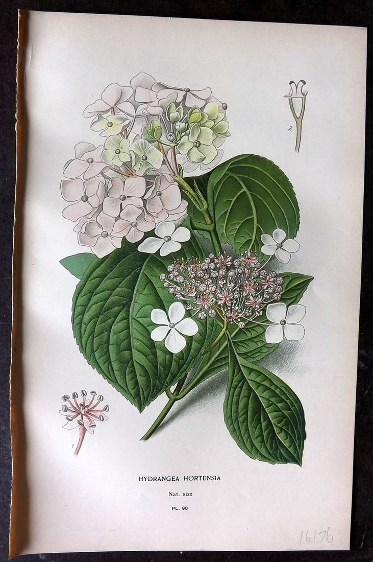 Step, Edward 1897 Antique Botanical Print. Hydrangea Hortensia 90: Antique Chromolithograph Published 1896-97 by Frederick Warne & Co., London for "Favourite Flowers of Garden and Greenhouse" by Edward Step and William Watson. Paper Size: 9 x 6 inch (23 x 15cm) Good 