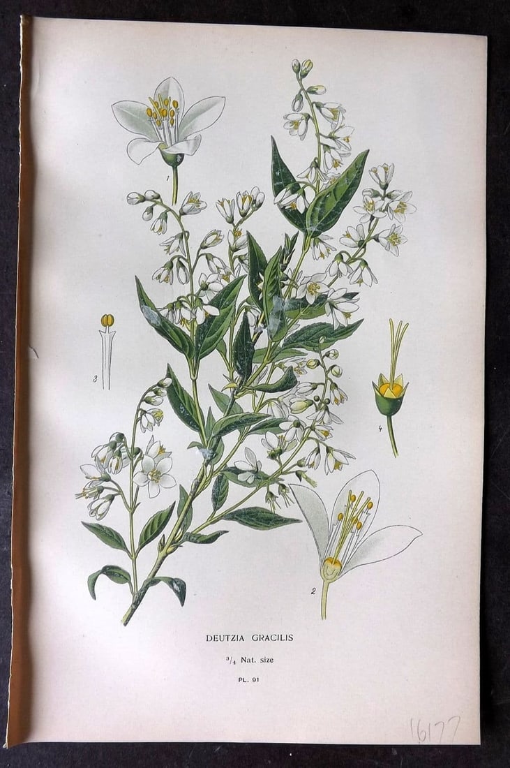 Step, Edward 1897 Antique Botanical Print. Deutzia Gracilis 91: Antique Chromolithograph Published 1896-97 by Frederick Warne & Co., London for "Favourite Flowers of Garden and Greenhouse" by Edward Step and William Watson. Paper Size: 9 x 6 inch (23 x 15cm) Good 
