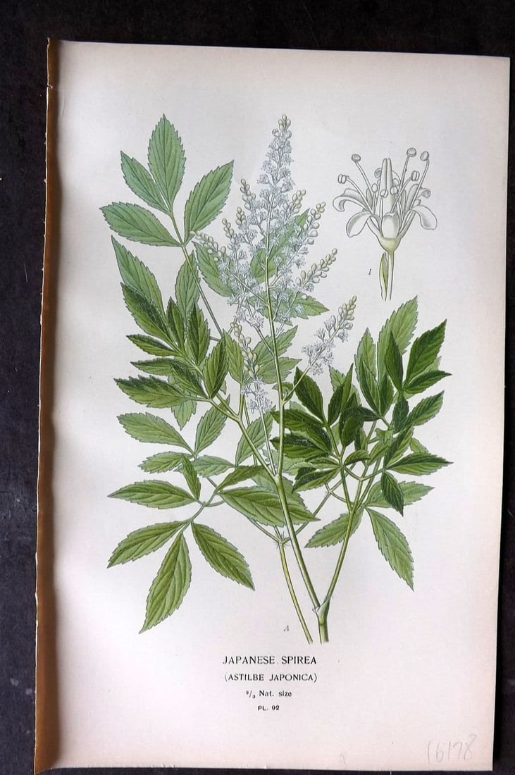 Step, Edward 1897 Antique Botanical Print. Japanese Spirea 92: Antique Chromolithograph Published 1896-97 by Frederick Warne & Co., London for "Favourite Flowers of Garden and Greenhouse" by Edward Step and William Watson. Paper Size: 9 x 6 inch (23 x 15cm) Good 