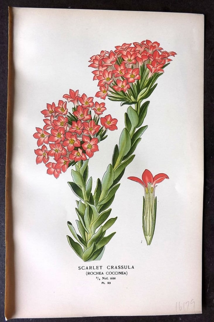 Step, Edward 1897 Antique Botanical Print. Scarlet Crassula 93: Antique Chromolithograph Published 1896-97 by Frederick Warne & Co., London for "Favourite Flowers of Garden and Greenhouse" by Edward Step and William Watson. Paper Size: 9 x 6 inch (23 x 15cm) Good 