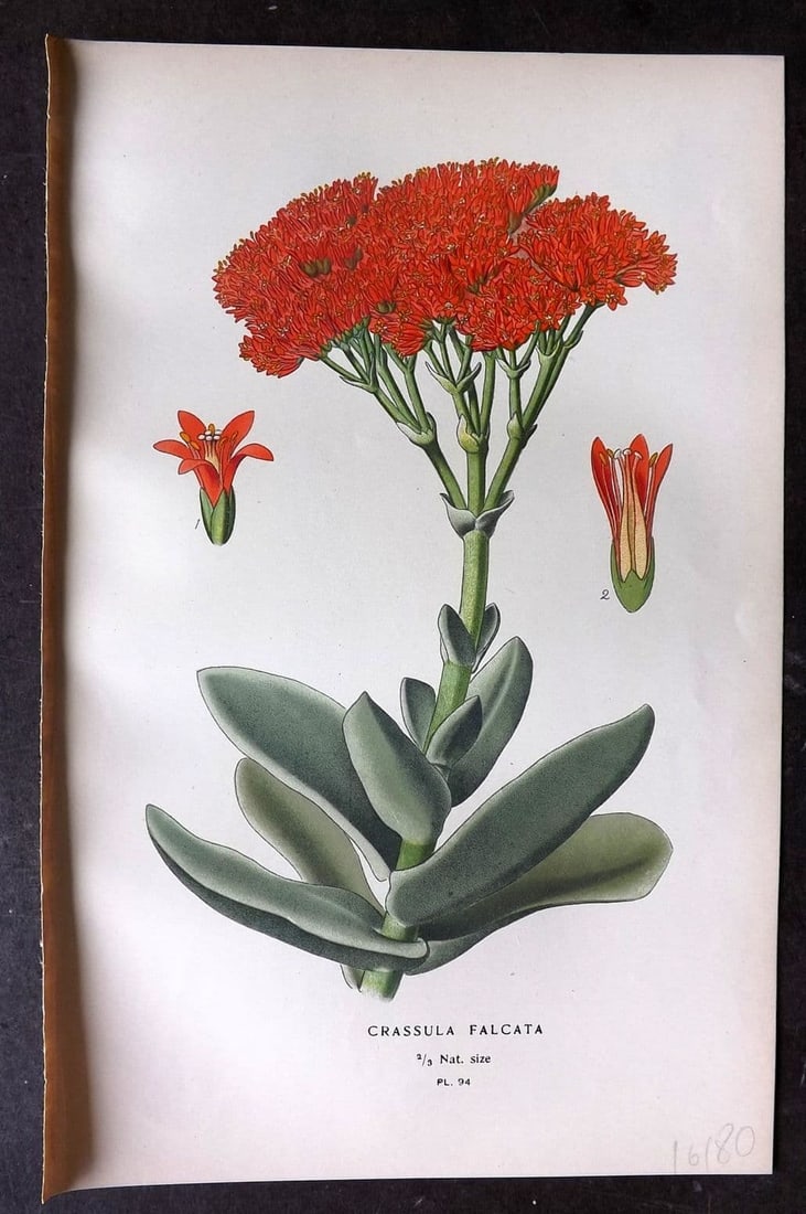 Step, Edward 1897 Antique Botanical Print. Crassula Falcata 94: Antique Chromolithograph Published 1896-97 by Frederick Warne & Co., London for "Favourite Flowers of Garden and Greenhouse" by Edward Step and William Watson. Paper Size: 9 x 6 inch (23 x 15cm) Good 