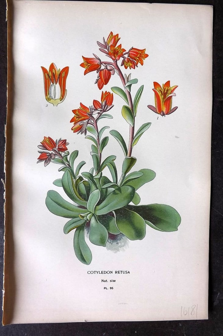 Step, Edward 1897 Antique Botanical Print. Cottyledon Retusa 95: Antique Chromolithograph Published 1896-97 by Frederick Warne & Co., London for "Favourite Flowers of Garden and Greenhouse" by Edward Step and William Watson. Paper Size: 9 x 6 inch (23 x 15cm) Good 