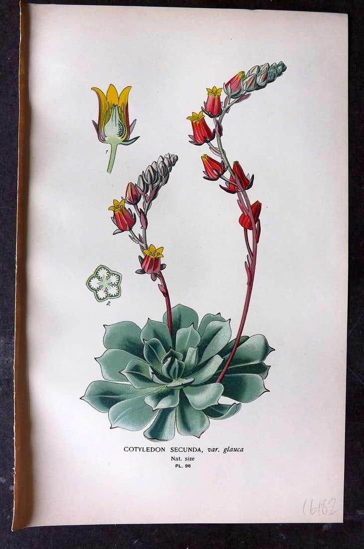 Step, Edward 1897 Antique Botanical Print. Cottyledon Secunda 96: Antique Chromolithograph Published 1896-97 by Frederick Warne & Co., London for "Favourite Flowers of Garden and Greenhouse" by Edward Step and William Watson. Paper Size: 9 x 6 inch (23 x 15cm) Good 