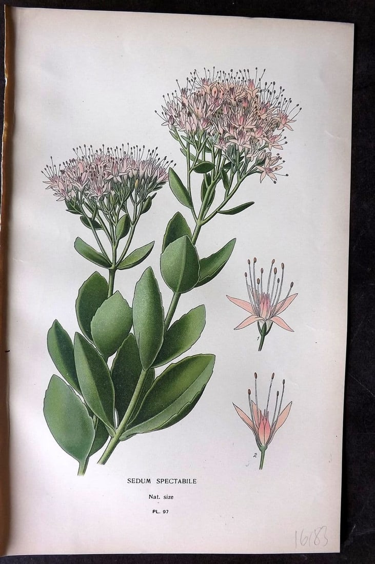 Step, Edward 1897 Antique Botanical Print. Sedum Spectabile 97: Antique Chromolithograph Published 1896-97 by Frederick Warne & Co., London for "Favourite Flowers of Garden and Greenhouse" by Edward Step and William Watson. Paper Size: 9 x 6 inch (23 x 15cm) Good 