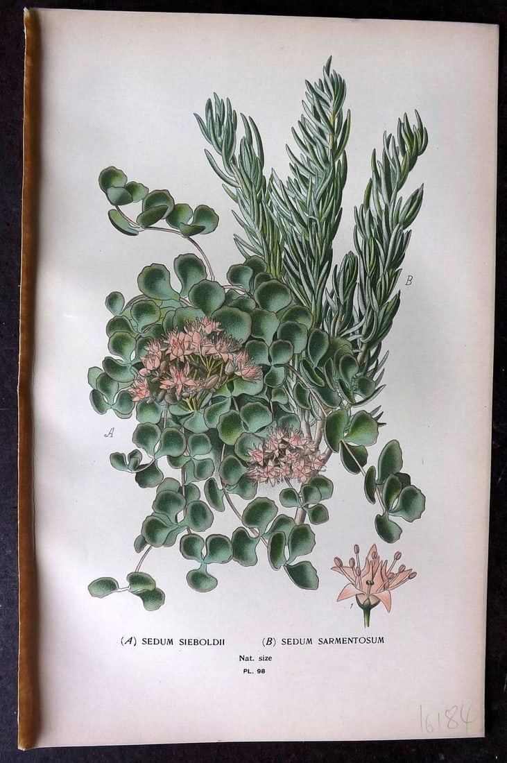 Step, Edward 1897 Antique Botanical Print. Sedum Sieboldii. Sedum Sarmentosum 98: Antique Chromolithograph Published 1896-97 by Frederick Warne & Co., London for "Favourite Flowers of Garden and Greenhouse" by Edward Step and William Watson. Paper Size: 9 x 6 inch (23 x 15cm) Good 