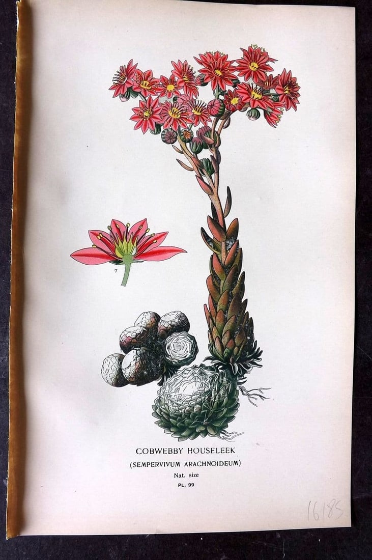 Step, Edward 1897 Antique Botanical Print. Cobwebby Houseleek 99: Antique Chromolithograph Published 1896-97 by Frederick Warne & Co., London for "Favourite Flowers of Garden and Greenhouse" by Edward Step and William Watson. Paper Size: 9 x 6 inch (23 x 15cm) Good 