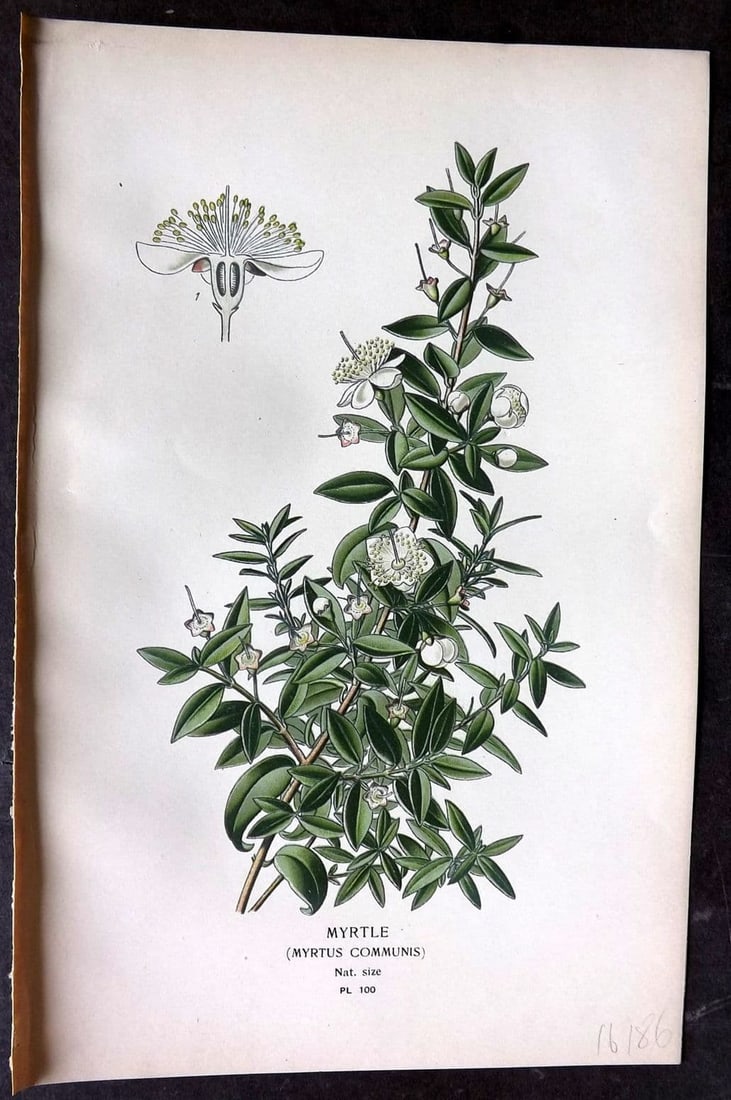 Step, Edward 1897 Antique Botanical Print. Myrtle 100: Antique Chromolithograph Published 1896-97 by Frederick Warne & Co., London for "Favourite Flowers of Garden and Greenhouse" by Edward Step and William Watson. Paper Size: 9 x 6 inch (23 x 15cm) Good 