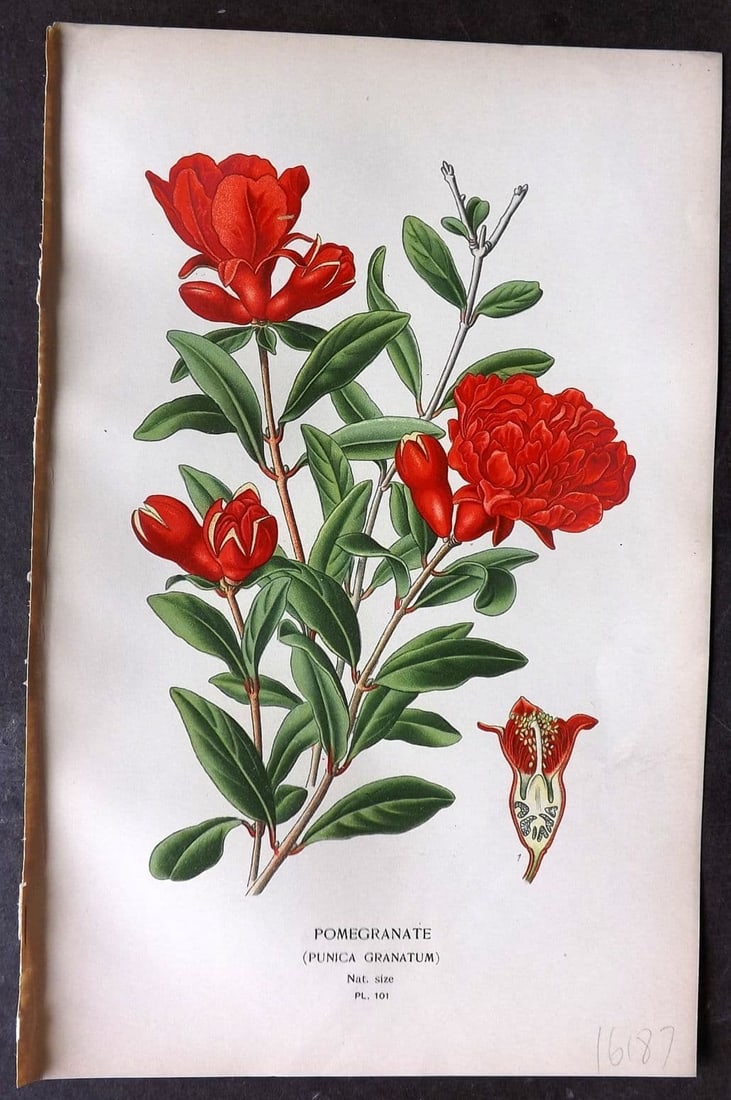 Step, Edward 1897 Antique Botanical Print. Pomegranate 101 (1 of 1)