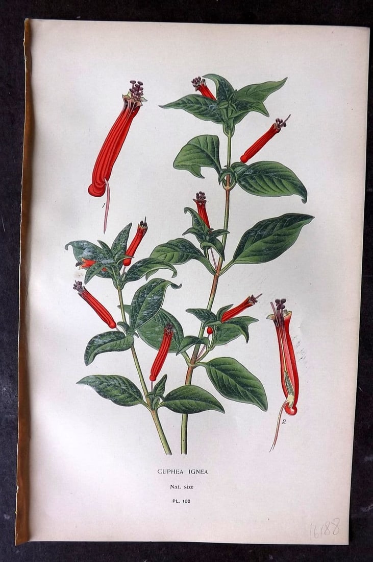 Step, Edward 1897 Antique Botanical Print. Cuphea Ignea 102: Antique Chromolithograph Published 1896-97 by Frederick Warne & Co., London for "Favourite Flowers of Garden and Greenhouse" by Edward Step and William Watson. Paper Size: 9 x 6 inch (23 x 15cm) Good 