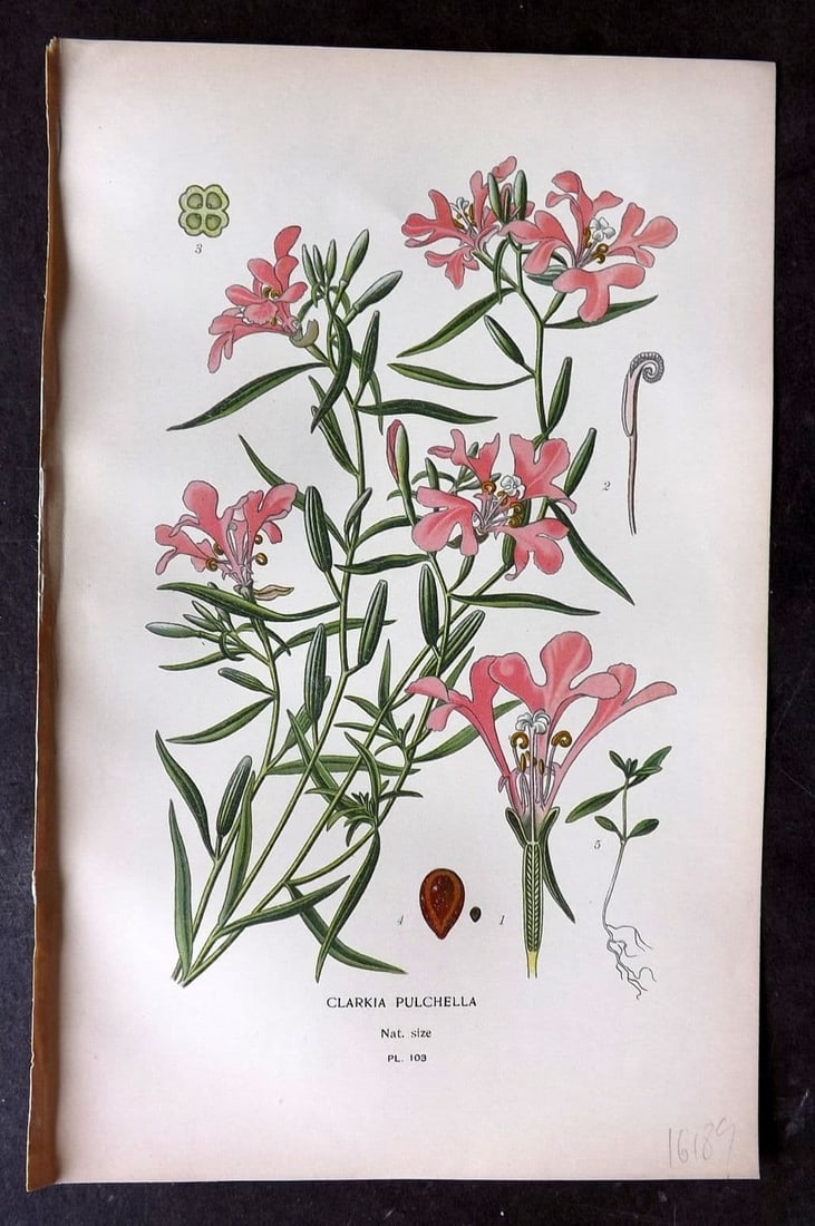 Step, Edward 1897 Antique Botanical Print. Clarkia Pulchella 103: Antique Chromolithograph Published 1896-97 by Frederick Warne & Co., London for "Favourite Flowers of Garden and Greenhouse" by Edward Step and William Watson. Paper Size: 9 x 6 inch (23 x 15cm) Good 
