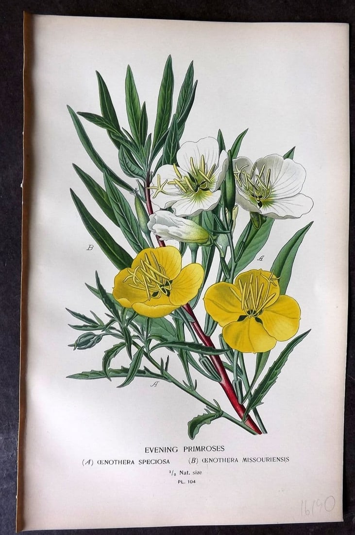 Step, Edward 1897 Antique Botanical Print. Evening Primrose 104: Antique Chromolithograph Published 1896-97 by Frederick Warne & Co., London for "Favourite Flowers of Garden and Greenhouse" by Edward Step and William Watson. Paper Size: 9 x 6 inch (23 x 15cm) Good 