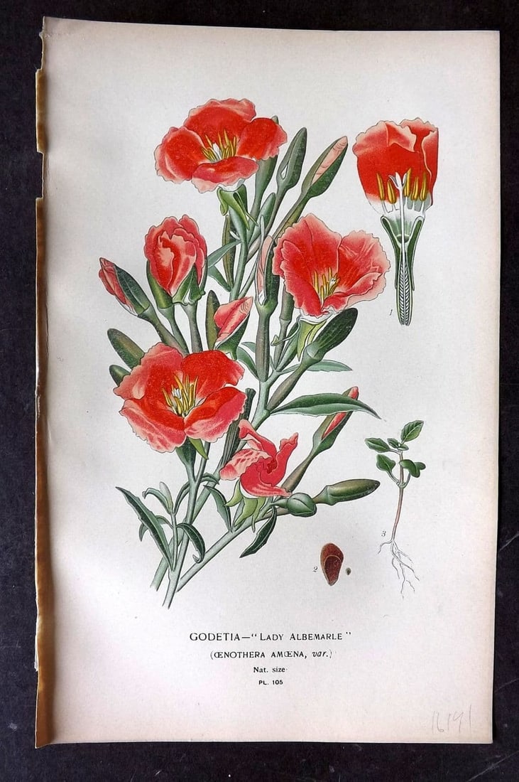Step, Edward 1897 Antique Botanical Print. Godetia "Lady Albemarle" 105: Antique Chromolithograph Published 1896-97 by Frederick Warne & Co., London for "Favourite Flowers of Garden and Greenhouse" by Edward Step and William Watson. Paper Size: 9 x 6 inch (23 x 15cm) Good 