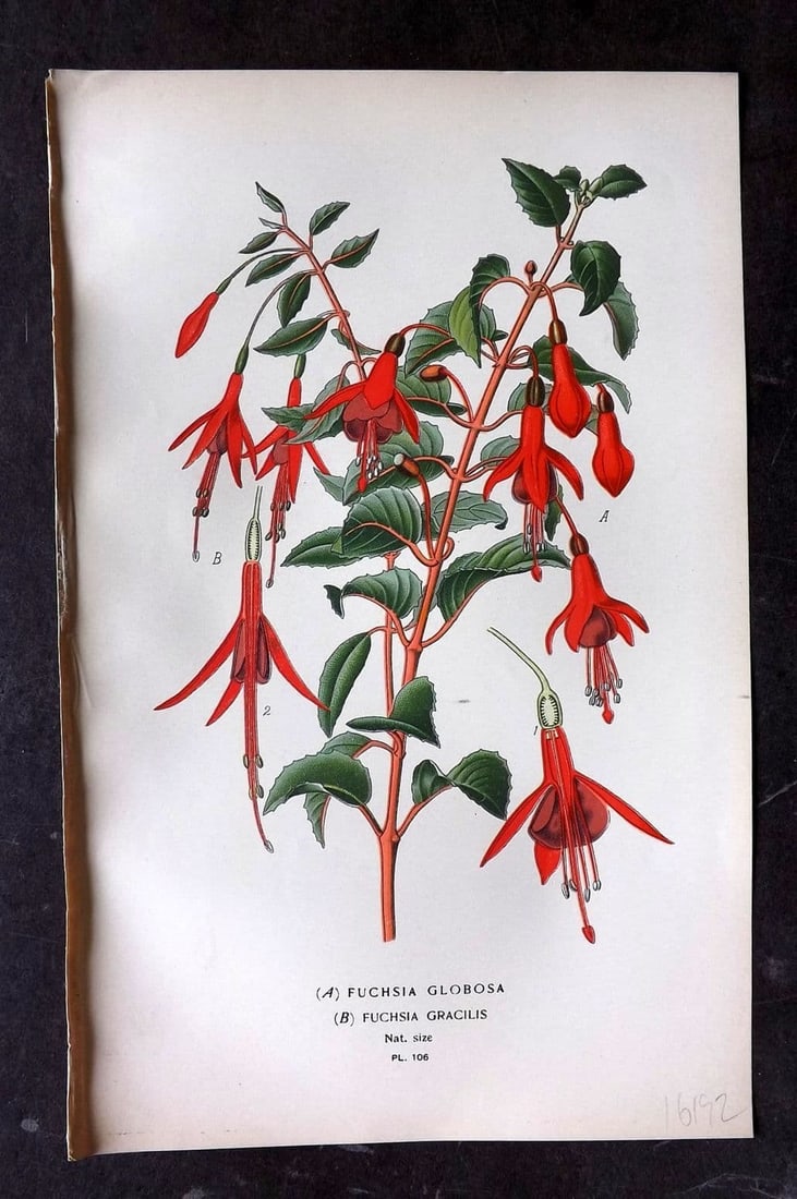 Step, Edward 1897 Antique Botanical Print. Fuchsia Globosa. Fuchsia Gracilis 106: Antique Chromolithograph Published 1896-97 by Frederick Warne & Co., London for "Favourite Flowers of Garden and Greenhouse" by Edward Step and William Watson. Paper Size: 9 x 6 inch (23 x 15cm) Good 