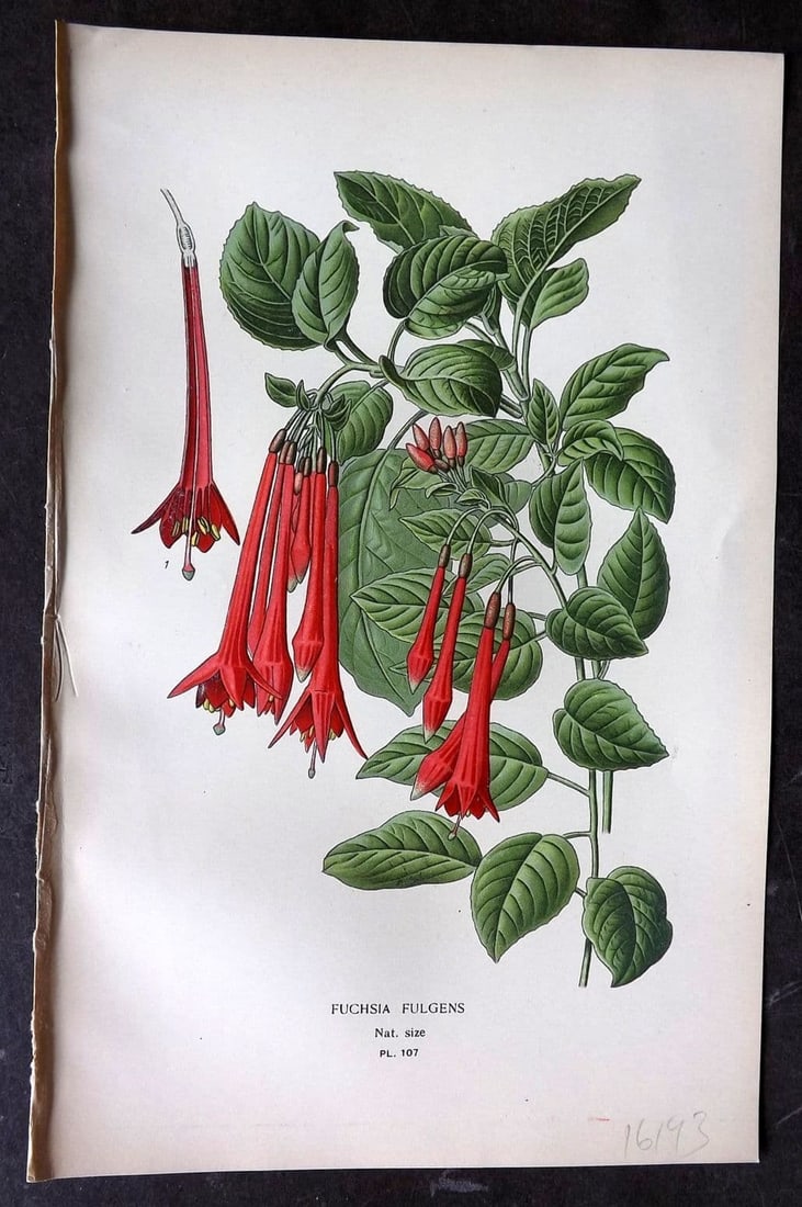 Step, Edward 1897 Antique Botanical Print. Fuschia Fulgens 107: Antique Chromolithograph Published 1896-97 by Frederick Warne & Co., London for "Favourite Flowers of Garden and Greenhouse" by Edward Step and William Watson. Paper Size: 9 x 6 inch (23 x 15cm) Good 
