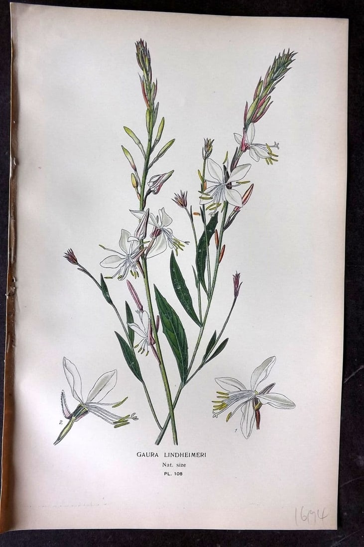 Step, Edward 1897 Antique Botanical Print. Gaura Lindheimeri 108: Antique Chromolithograph Published 1896-97 by Frederick Warne & Co., London for "Favourite Flowers of Garden and Greenhouse" by Edward Step and William Watson. Paper Size: 9 x 6 inch (23 x 15cm) Good 