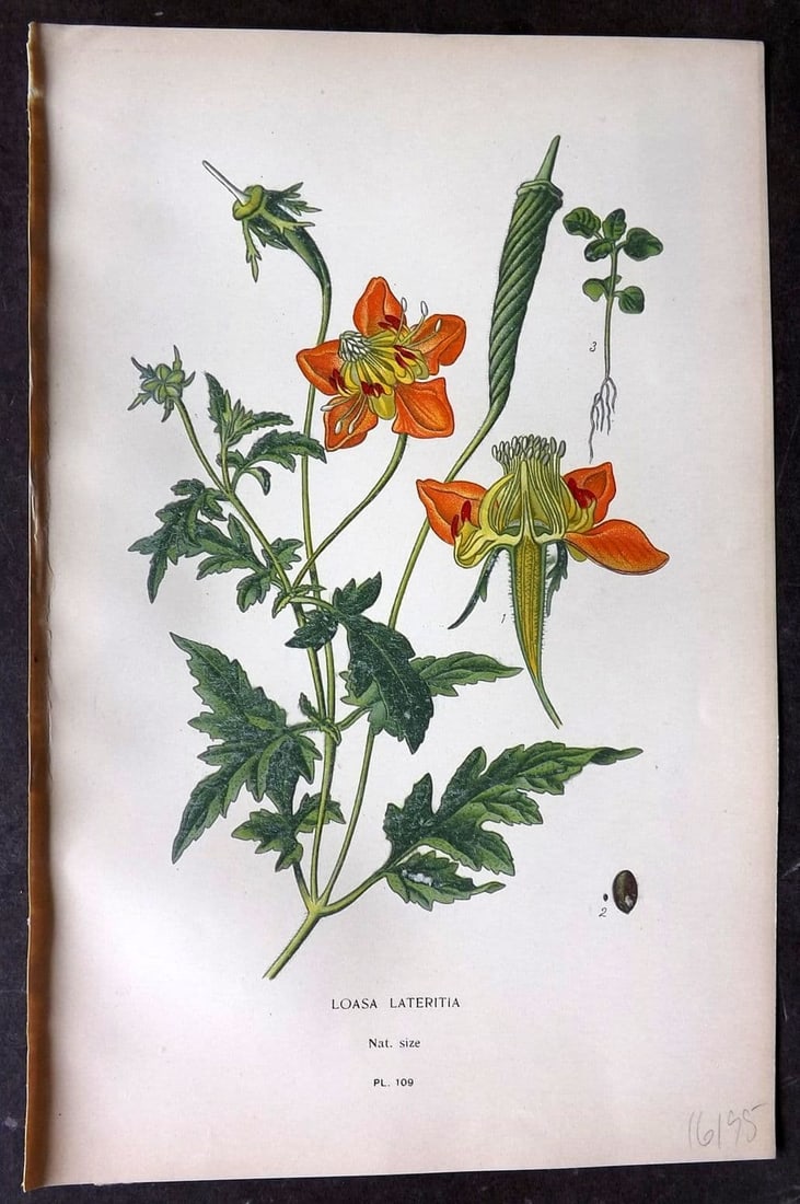 Step, Edward 1897 Antique Botanical Print. Loasa Lateritia 109: Antique Chromolithograph Published 1896-97 by Frederick Warne & Co., London for "Favourite Flowers of Garden and Greenhouse" by Edward Step and William Watson. Paper Size: 9 x 6 inch (23 x 15cm) Good 