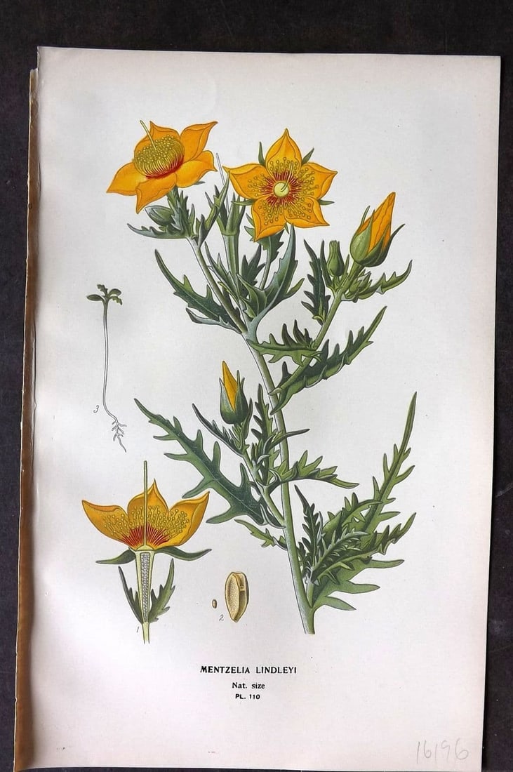 Step, Edward 1897 Antique Botanical Print. Mentzelia Lindleyi 110 (1 of 1)
